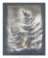 Shadows & Ferns V Fine Art Print