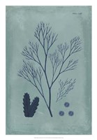 Indigo & Azure Seaweed V Fine Art Print