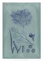 Indigo & Azure Seaweed VI Fine Art Print