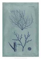 Indigo & Azure Seaweed VII Fine Art Print