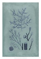 Indigo & Azure Seaweed VIII Fine Art Print