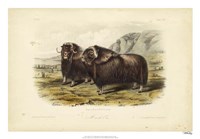 Musk Ox Fine Art Print