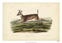 Long-tailed Deer Fine Art Print