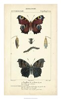 Antique Butterfly Study II Fine Art Print