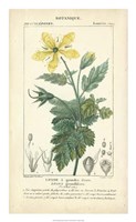 Botanique Study in Yellow IV Fine Art Print
