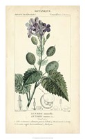 Botanique Study in Lavender III Fine Art Print