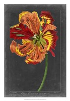 Midnight Tulip I Fine Art Print