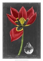 Midnight Tulip II Fine Art Print