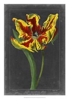 Midnight Tulip III Fine Art Print