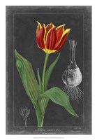 Midnight Tulip IV Fine Art Print