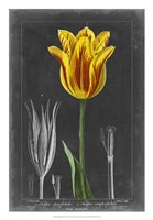 Midnight Tulip V Fine Art Print