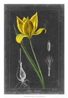 Midnight Tulip VI Fine Art Print