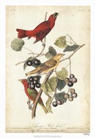 Summer Red Bird Fine Art Print