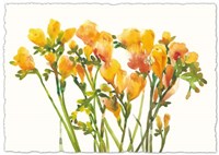 Freesia II Framed Print
