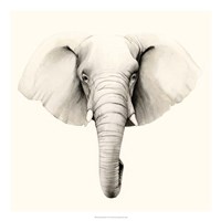 Safari Portrait IV Fine Art Print