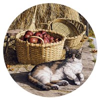 Sunspot Fine Art Print