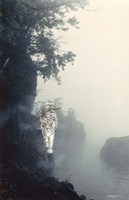 Tiger On A Ledge Fine Art Print