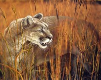Prairie Marauder Fine Art Print
