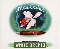 White Orchid Fine Art Print