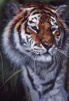 Tiger In The Midst Fine Art Print
