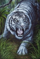 White Tiger Fine Art Print