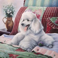 White Poodle Fine Art Print