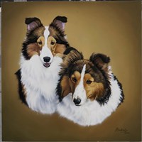 Collies 1 Fine Art Print