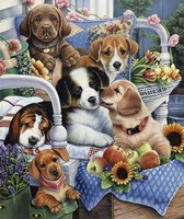 Country Pups Fine Art Print