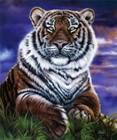 Arizona Tiger Fine Art Print