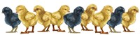 Chicks Group No Wood Fine Art Print