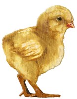Chick Yellow Wood Fine Art Print