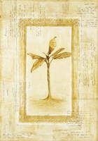 Palm 2 Fine Art Print