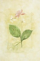 Pink Bloom 1 Fine Art Print