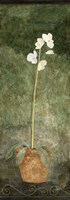 White Potted Flower Fine Art Print