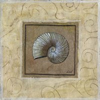 Sea Shell II Fine Art Print