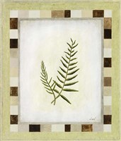 Fern II Fine Art Print