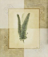 Ferns II Fine Art Print