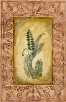 Decorative Ferns I Fine Art Print
