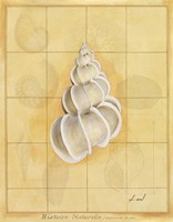 Shell Grid I Fine Art Print