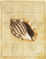 Shell Grid II Fine Art Print