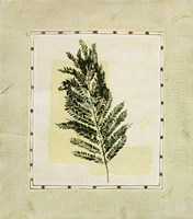 Green Splendor II Fine Art Print