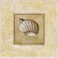 Bonnet Shell Framed Print