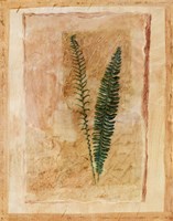 Botanical II Fine Art Print