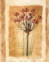 Botanical IV Framed Print