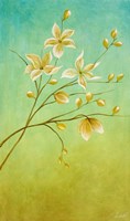 Jasmine Delight Fine Art Print