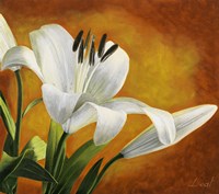 Lily Bloom Fine Art Print