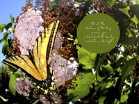 Junes Yellow Monarch Fine Art Print