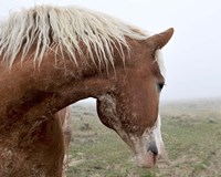 Dreaming In The Mist Fine Art Print