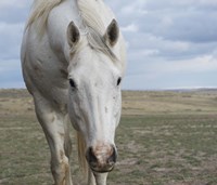 Beggar Fine Art Print