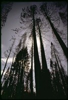 Granite Fire I Fine Art Print